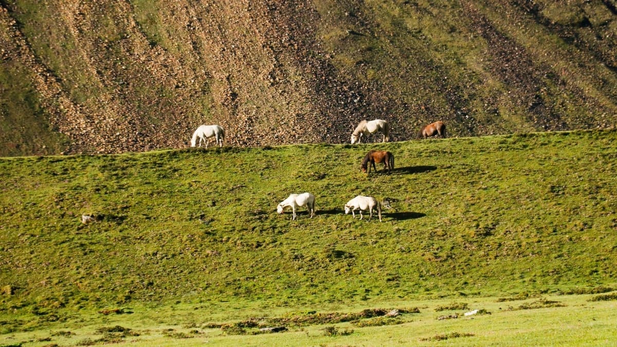 Nar Phu Valley Trek