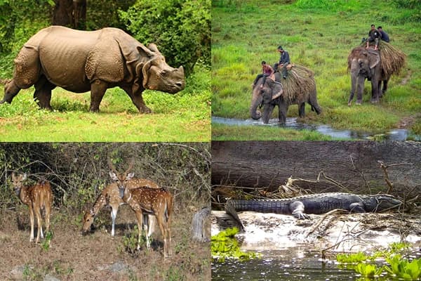 Chitwan National Park, a UNESCO World Heritage Site