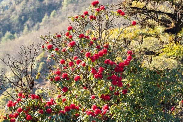 Nepali New year 2082: Celebrating Tradition and Culture